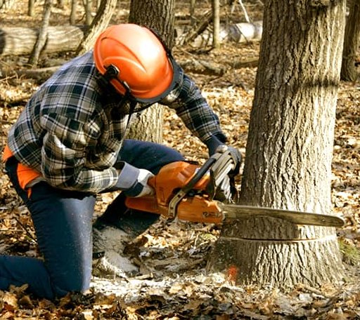 Tree Removal in Vera, OK